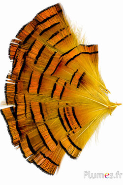 Goldfasan - 4-6 cm - goldorange-gelb